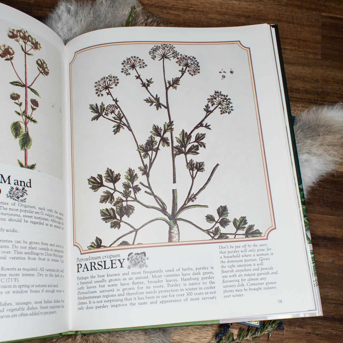 Encyclopedia of Herbs | Very Good